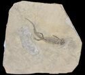Permian Branchiosaur (Amphibian) Fossil - Germany #50719-1
